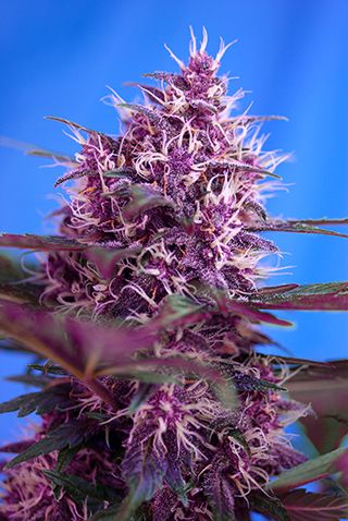 Sweet Seeds Red Poison Auto Feminised Seeds