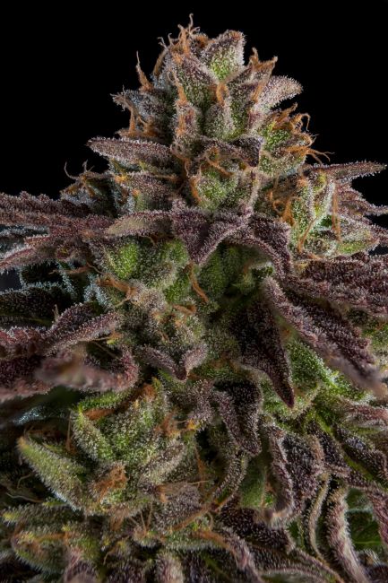 Ripper Seeds KmintZ Feminised Seeds