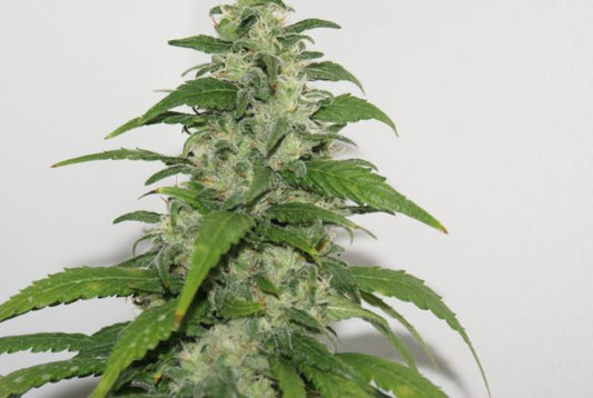 Resin Seeds Yummy Feminised Seeds