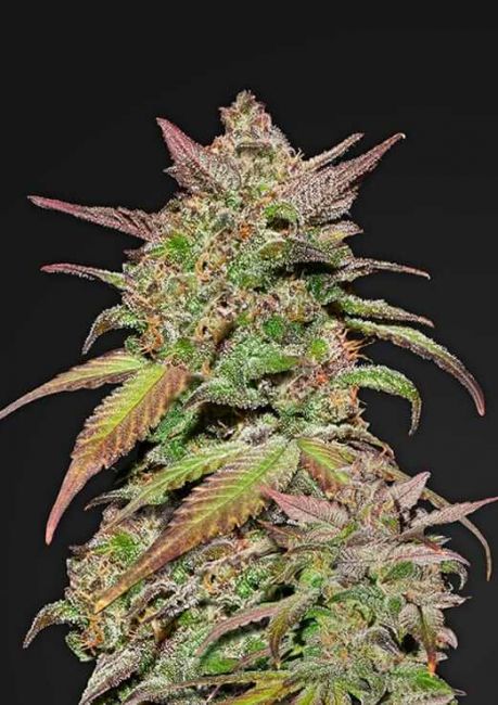 FastBuds Smoothie Auto Feminised Seeds