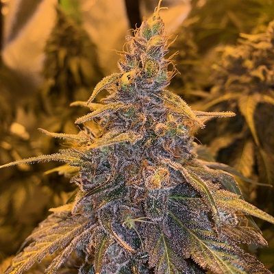 Ace Seeds HashPlant Haze x Kali China Feminised Seeds