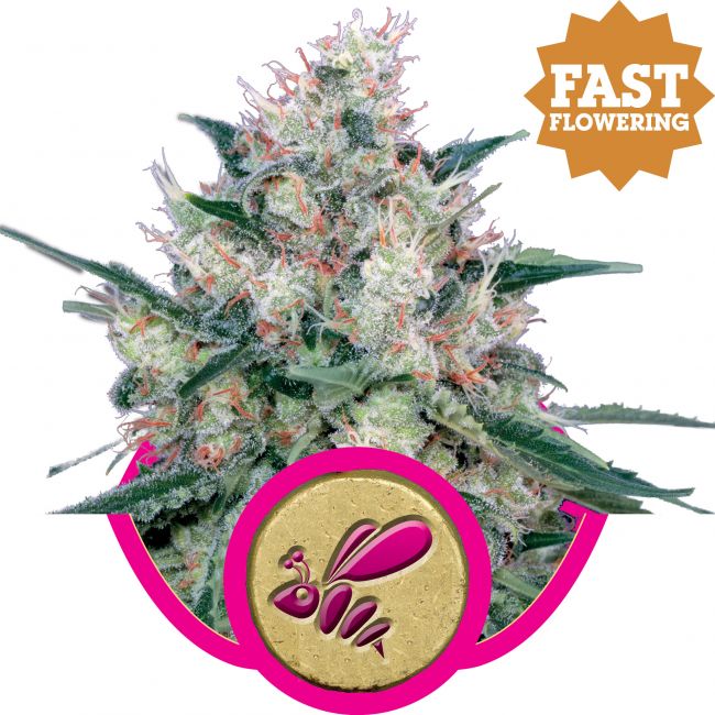 Royal Queen Seeds Honey Cream FAST Version Feminised Seeds