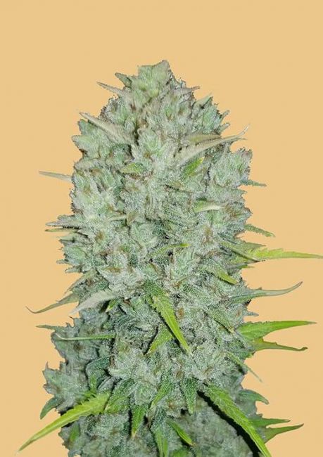 FastBuds Original Northern Lights Auto Feminised Seeds