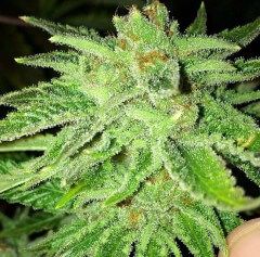 Cali Connection Strawberry OG Feminised Seeds