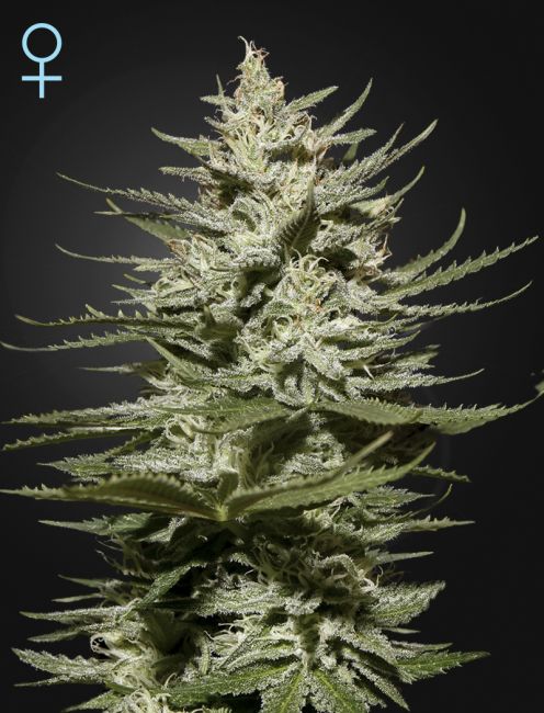 Greenhouse Seed Co. The Church CBD Feminised Seeds