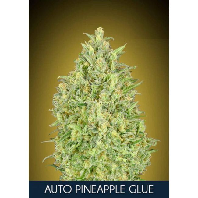 Advanced Seeds Pineapple Glue Auto Feminised Seeds