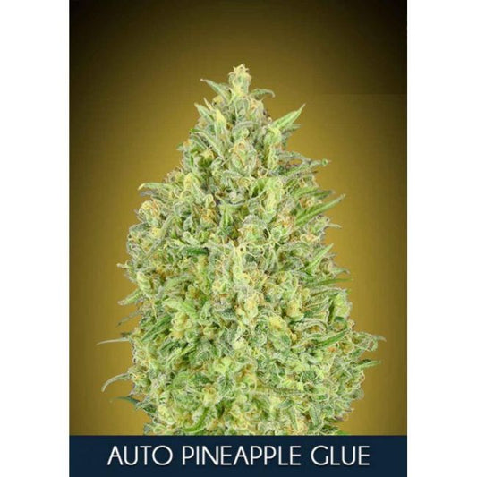 Advanced Seeds Pineapple Glue Auto Feminised Seeds