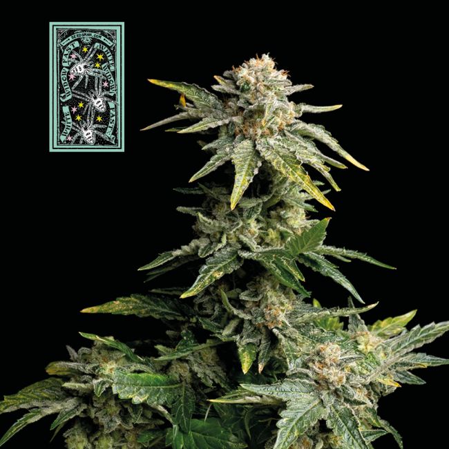 Seedsman White Widow FAST Feminised Seeds