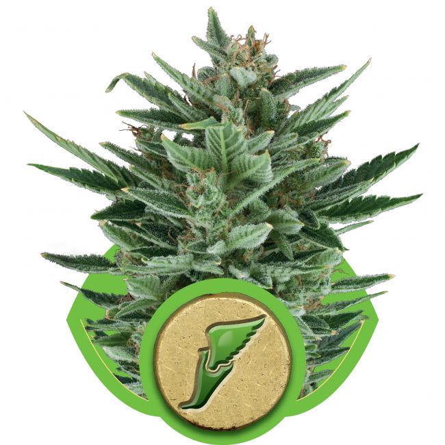 Royal Queen Seeds Quick One Auto Feminised Seeds