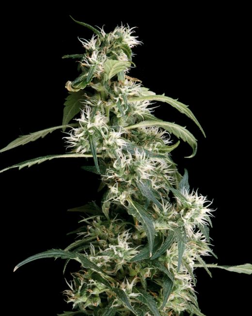 Greenhouse Seed Co. Arjan's Ultra Haze #2 Feminised Seeds