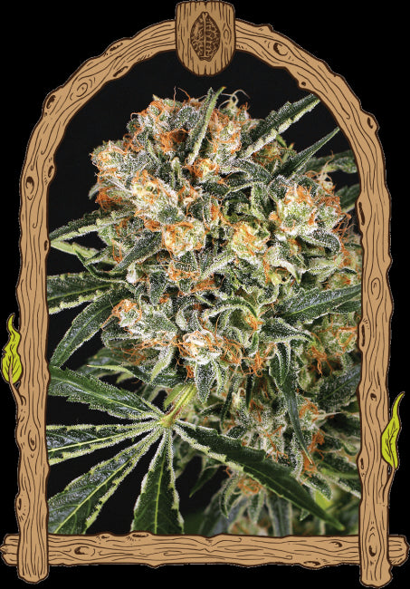 Exotic Seed Hippie Therapy CBD Feminised Seeds