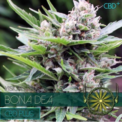 Vision Seeds Bona Dea CDB+ Feminised Seeds