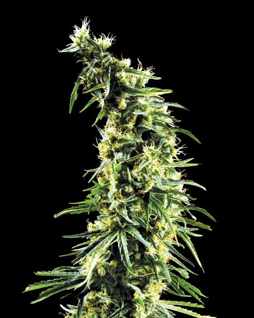 Greenhouse Seed Co. Hawaiian Snow Feminised Seeds