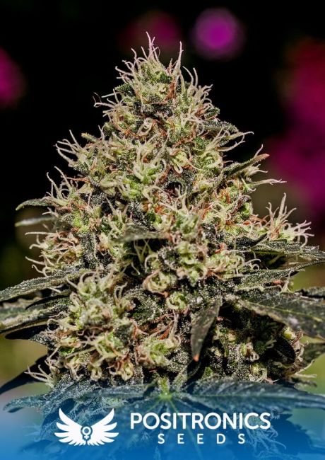 Positronic Seeds Critical # 47 Feminised Seeds