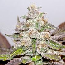 Medical Seeds Mendocino Purple Kush Feminised Seeds