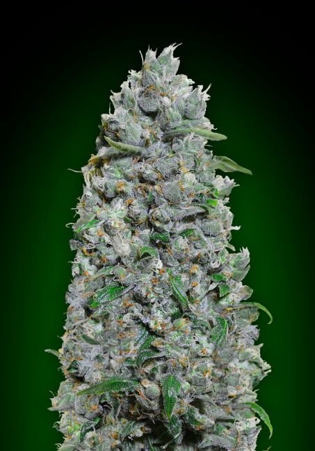 00 Seeds Afghan Mass XXL Auto Feminised Seeds