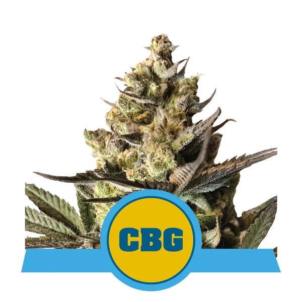 Royal Queen Seeds Royal CBG Auto Feminised Seeds