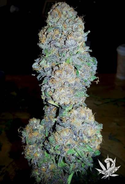 BC Bud Depot God's Gift Feminised Seeds