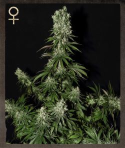 Greenhouse - Strain Hunters White Strawberry Skunk Feminised Seeds