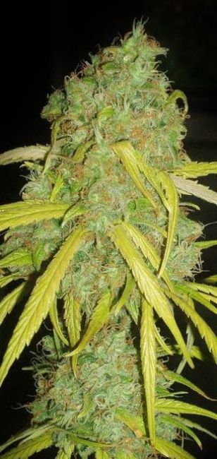 Garden Of Green Pineapple Amnesia Feminised Seeds