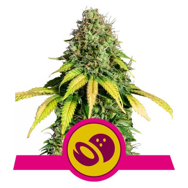 Royal Queen Seeds Somango XL Feminised Seeds