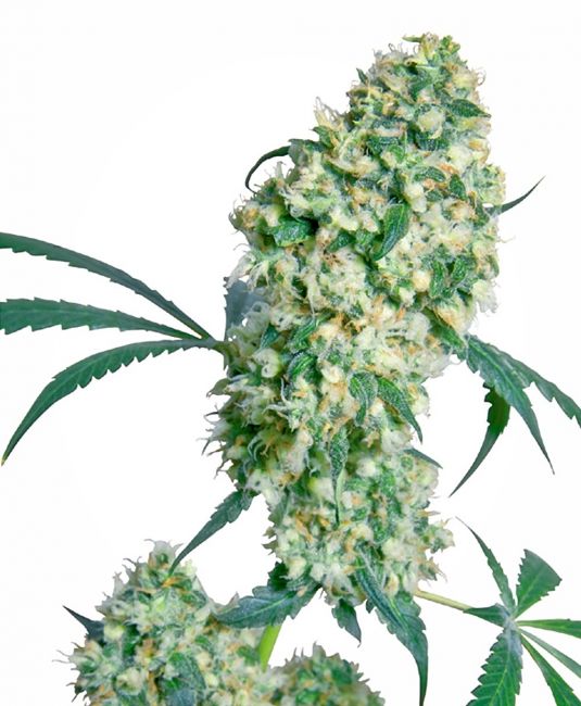 Sensi Seeds Ed Rosenthal Superbud Regular Seeds