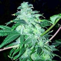 Cali Connection 22 Feminised Seeds