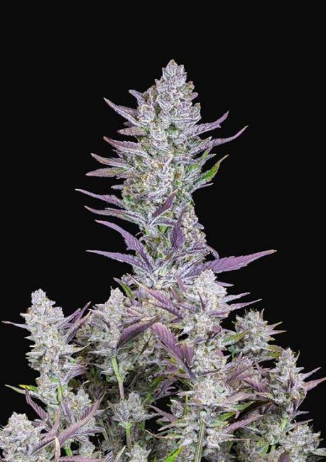 FastBuds Wedding Glue Auto Feminised Seeds