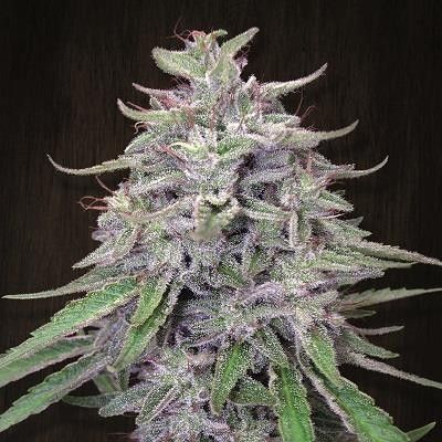 Ace Seeds Bangi Haze Regular Seeds