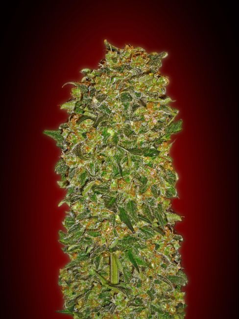 00 Seeds Chocolate Kush Feminised Seeds