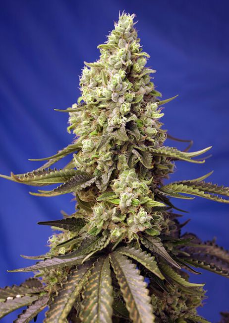 Sweet Seeds Runtz XL Auto Feminised Seeds