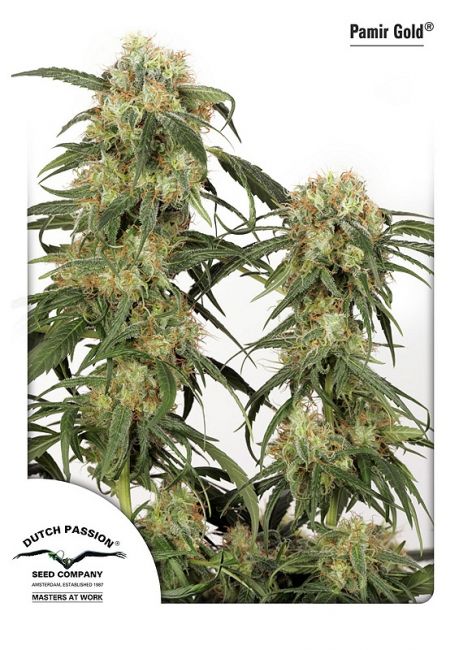 Dutch Passion Pamir Gold Feminised Seeds