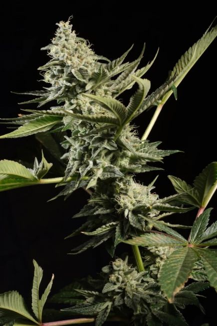 Paradise Seeds Glowstarz Feminised Seeds