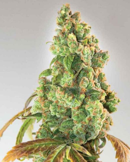 Expert Seeds Nurse Lilly CBD Feminised Seeds