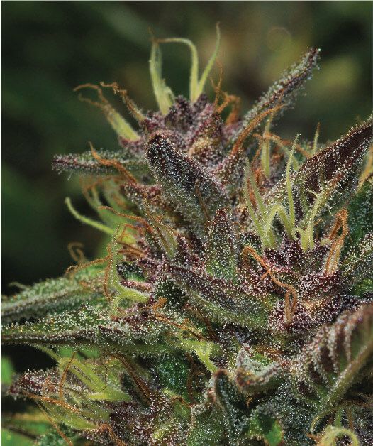 Humboldt Seed Co. Blueberry Muffin Feminised Seed