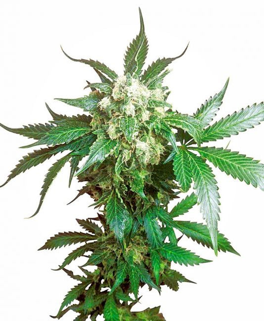 Sensi Seeds Black Domina Feminised Seeds