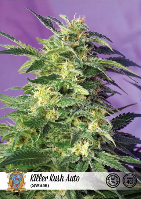 Sweet Seeds Killer Kush Auto Feminised Seeds