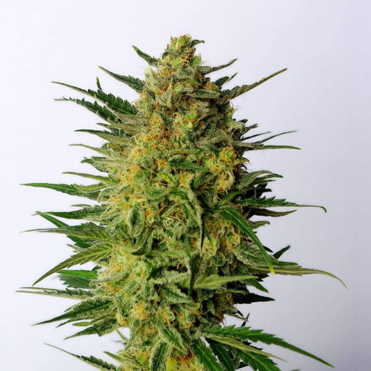 Kannabia Seeds Super AK Feminised Seeds