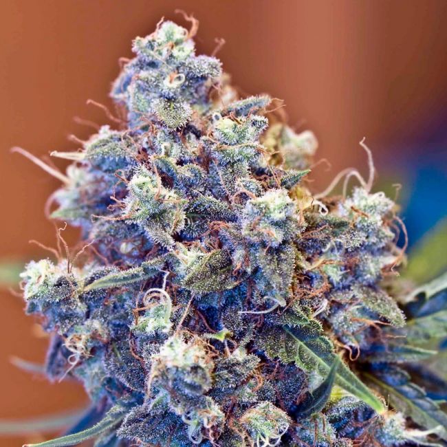 Female Seeds ICED Grapefruit Feminised Seeds