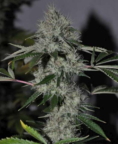 Cali Connection Chem 4 OG Feminised Seeds