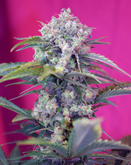 Sweet Seeds Cream Mandarine Auto Feminised Seeds