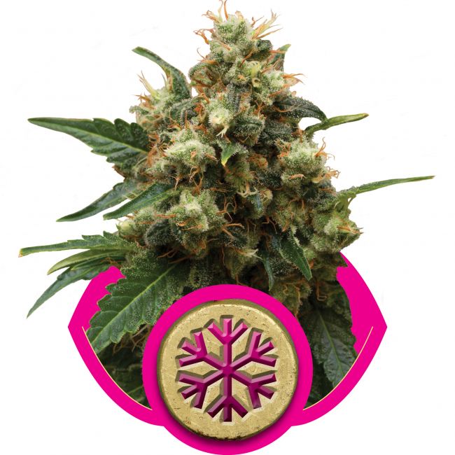 Royal Queen Seeds Ice Feminised seeds