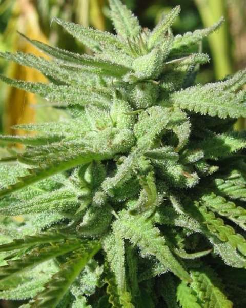 BC Bud Depot BC Hash Plant Feminised Seeds