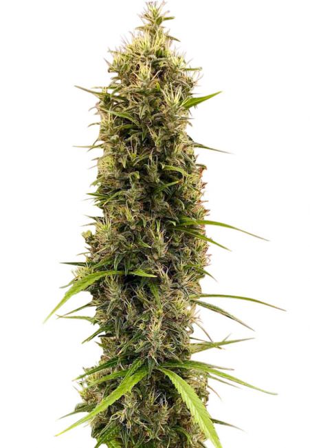 Ace Seeds Golden Tiger Thai Dominant 3rd Version Feminised Seeds (Limited Edition)