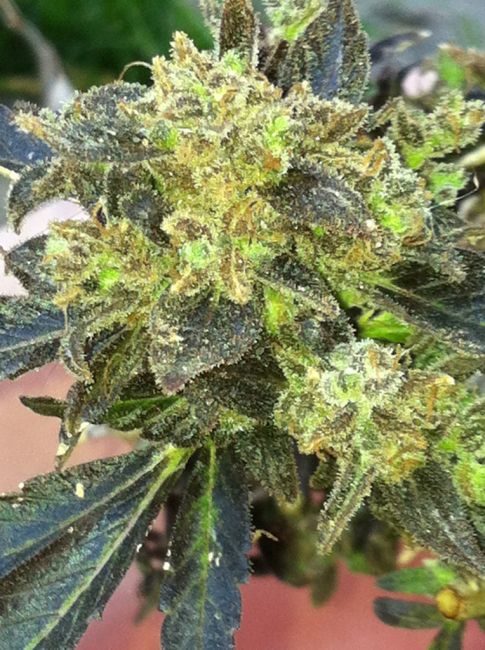 Cali Connection Boss Hogg Feminised Seeds