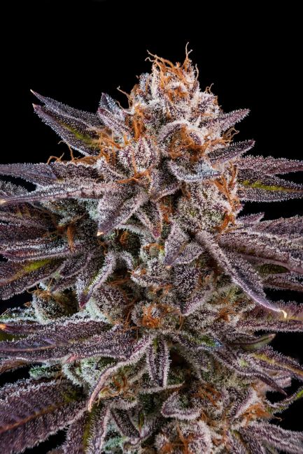 Ripper Seeds OMG Feminised Seeds