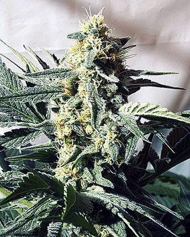 Mr Nice Seedbank G13 Widow Regular Seeds