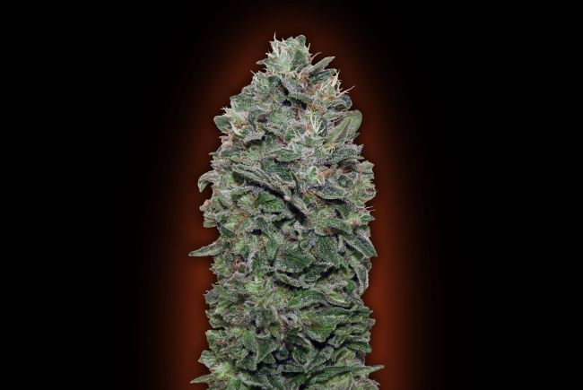 00 Seeds Sweet Soma Feminised Seeds