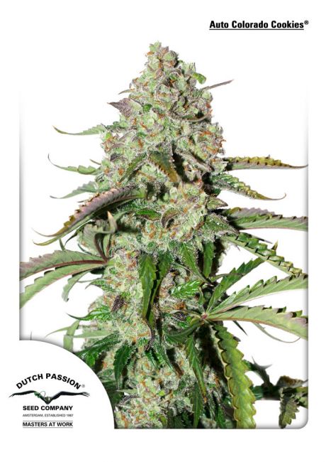 Dutch Passion Colorado Cookies Auto Feminised Seeds