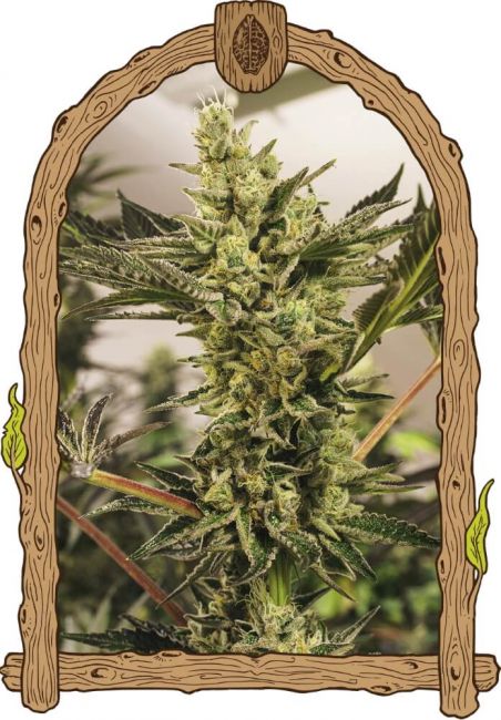 Exotic Seed Banana Mash Auto Feminised Seeds